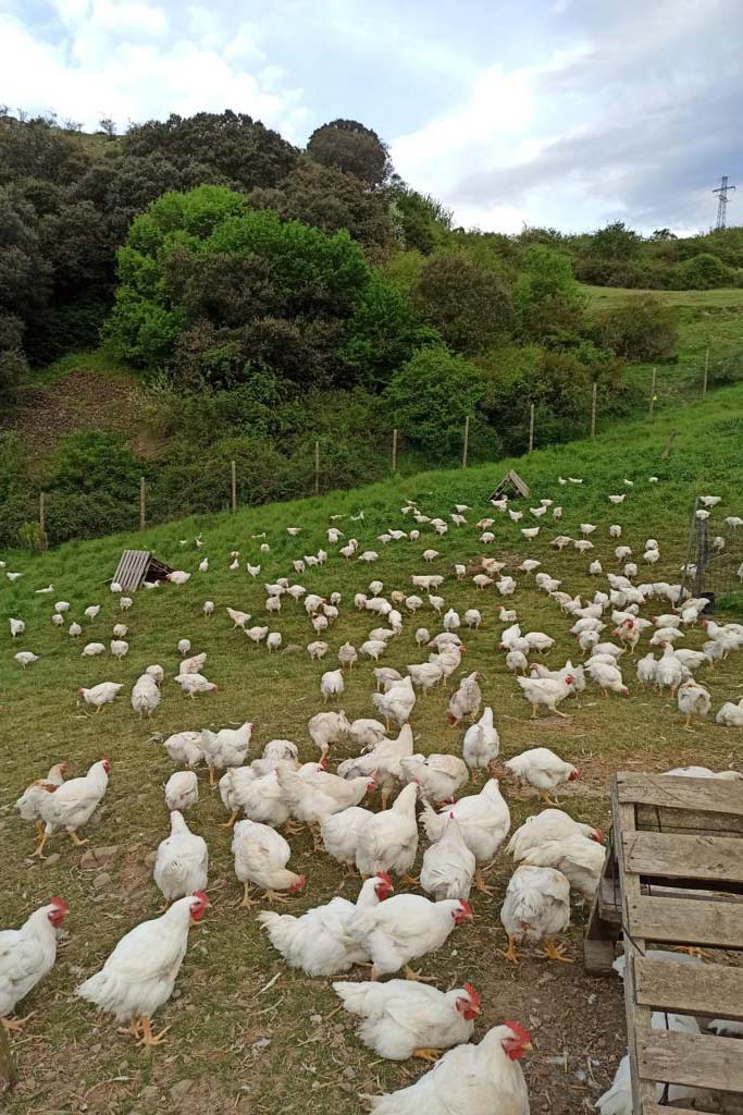 gallinas