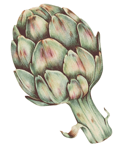 alcachofa